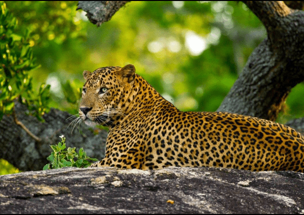 Sri_Lankan_Tiger